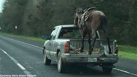 horse on highway today